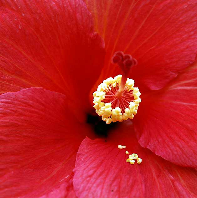 Hibiscus