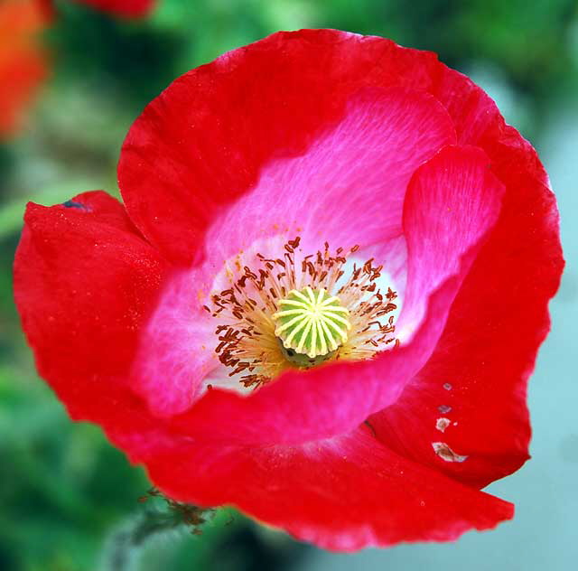 Ornamental Poppy 