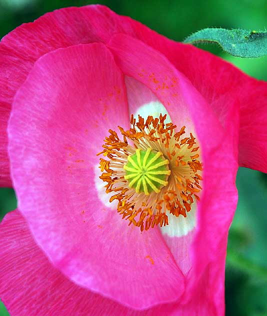 Ornamental Poppy 