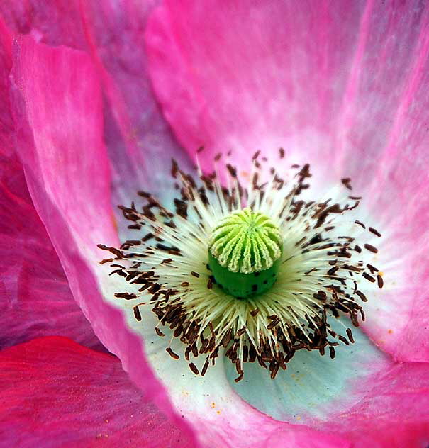 Ornamental Poppy 