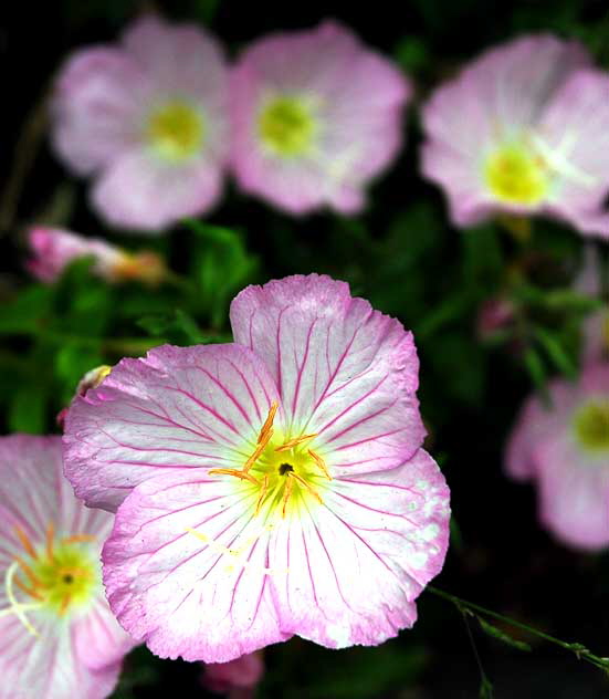 West Hollywood garden, Saturday, May 7, 2011