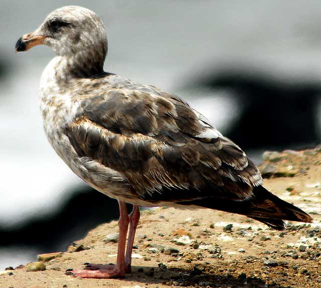 Gull, Malibu, Friday, May 13, 2011