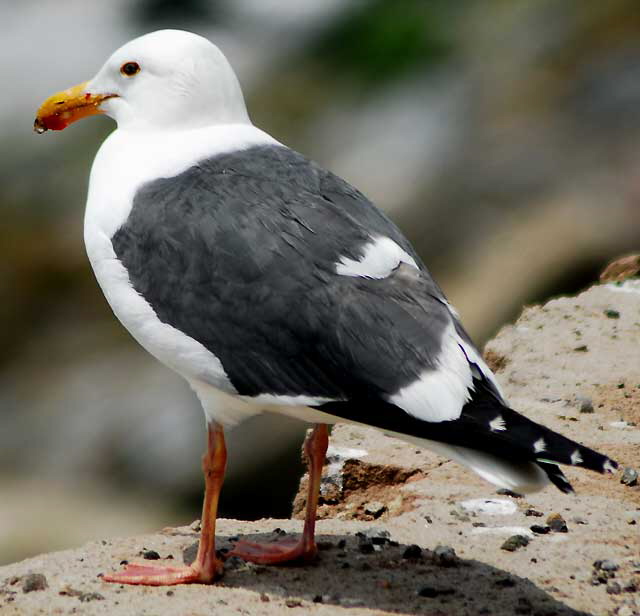 Gull, Malibu, Friday, May 13, 2011