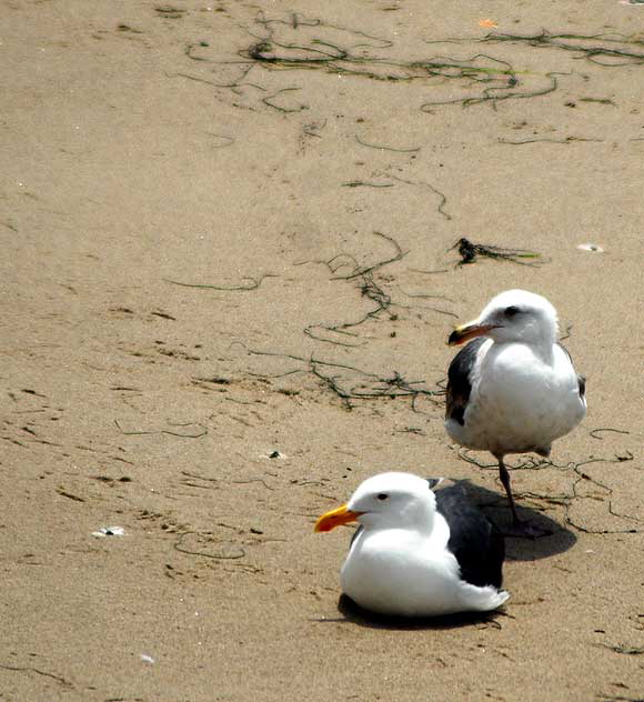 Gulls, Malibu, Friday, May 13, 2011