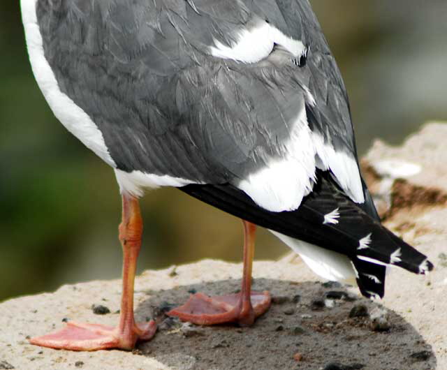 Gull, Malibu, Friday, May 13, 2011