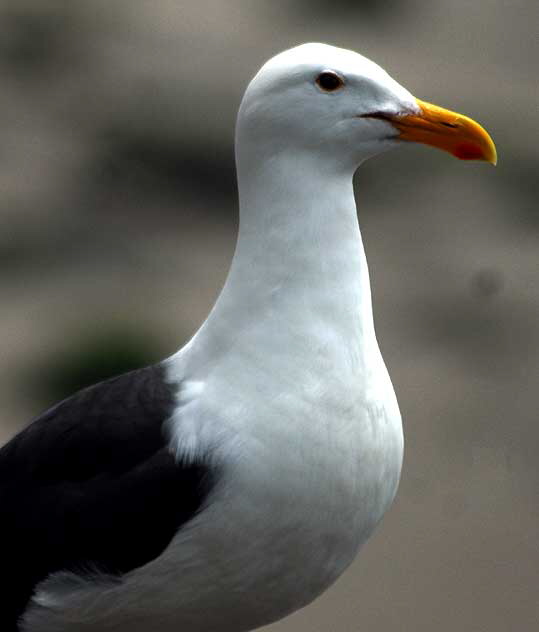 Gull, Malibu, Friday, May 13, 2011