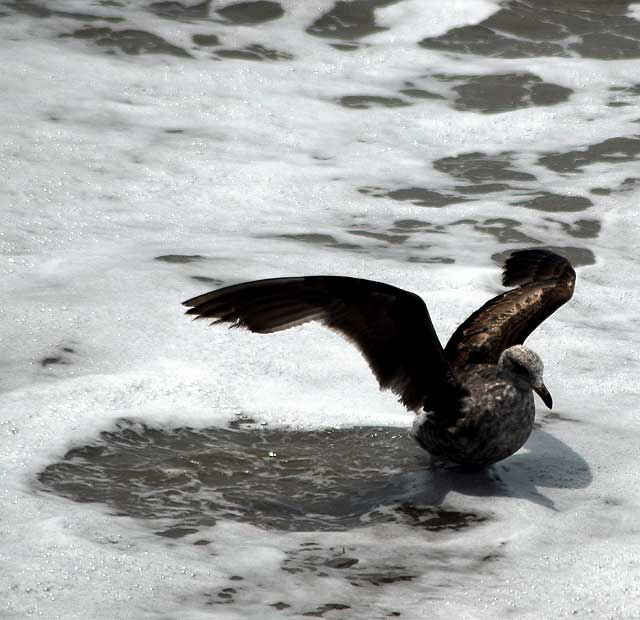 Gull, Malibu, Friday, May 13, 2011