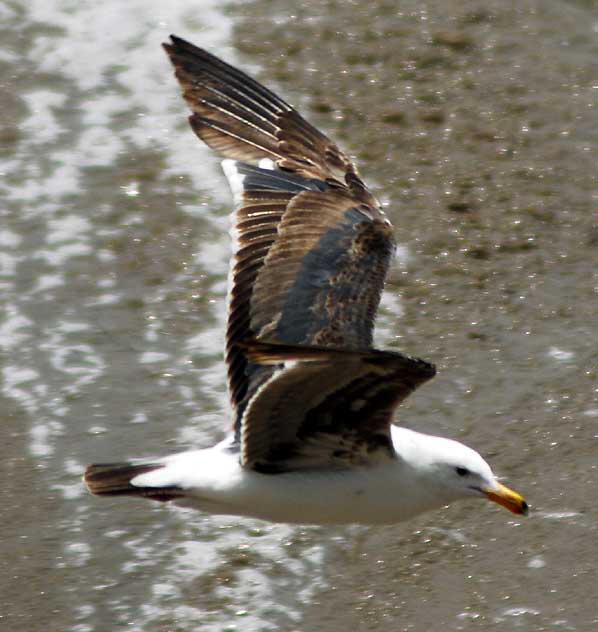 Gull, Malibu, Friday, May 13, 2011