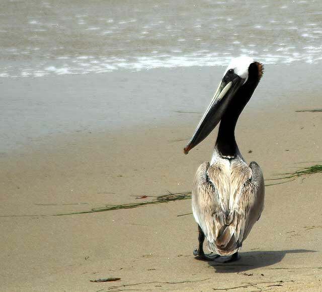 California Brown Pelican, Malibu, Friday, May 13, 2011