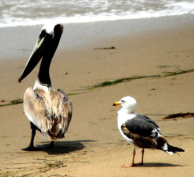 California Brown Pelican and Western Gull, Malibu, Friday, May 13, 2011