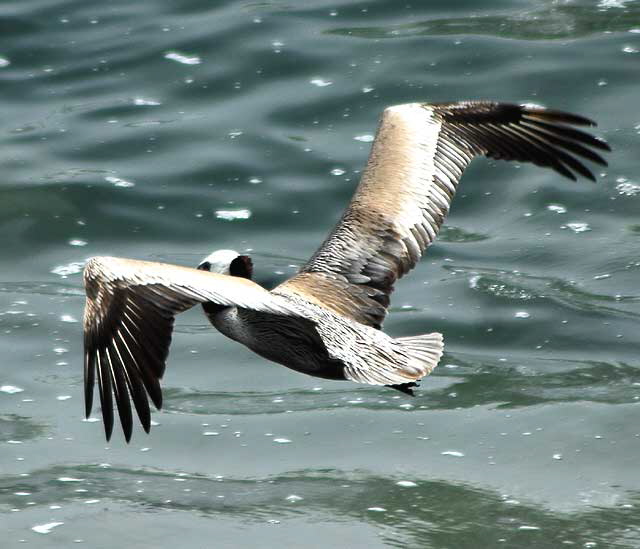 California Brown Pelican, Malibu, Friday, May 13, 2011