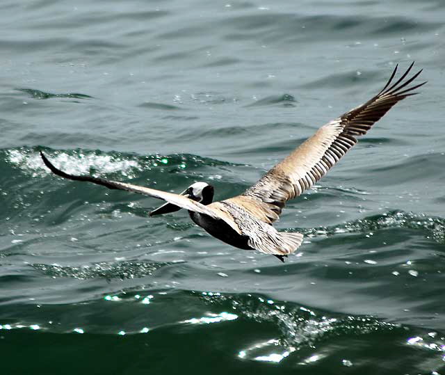 California Brown Pelican, Malibu, Friday, May 13, 2011