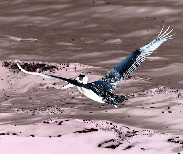 California Brown Pelican, Malibu, Friday, May 13, 2011 - Negative Print