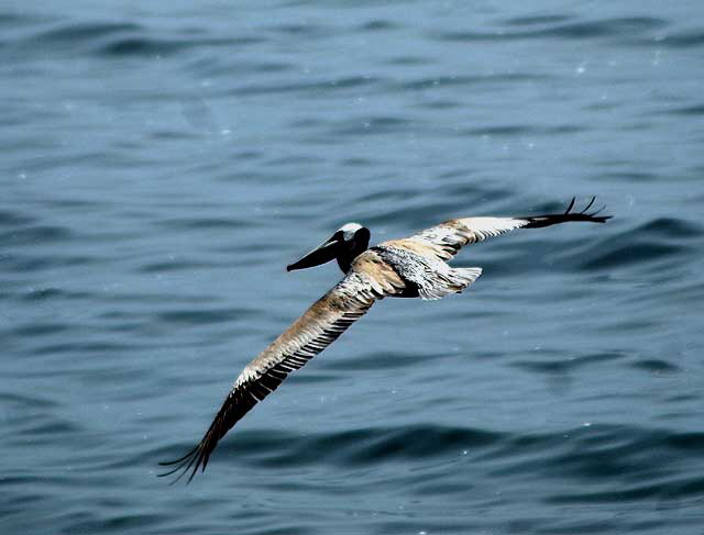 California Brown Pelican, Malibu, Friday, May 13, 2011