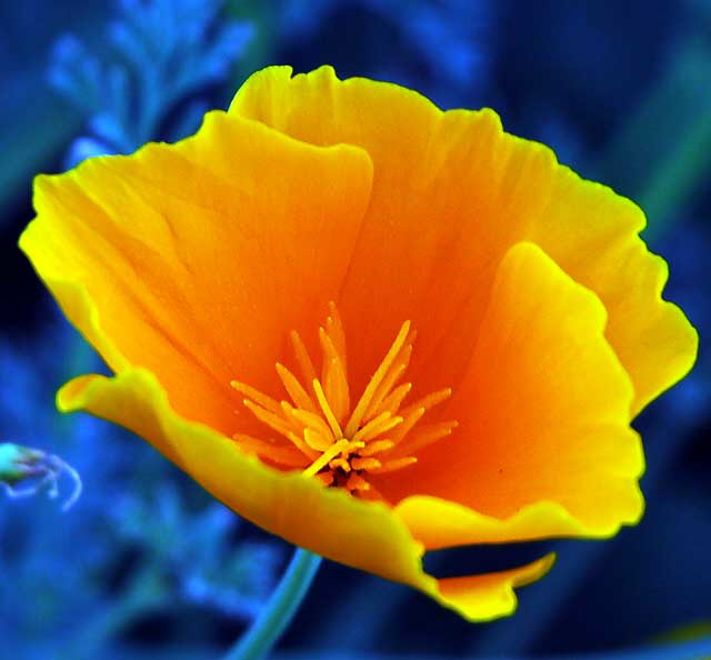 California poppy (Eschscholzia californica)