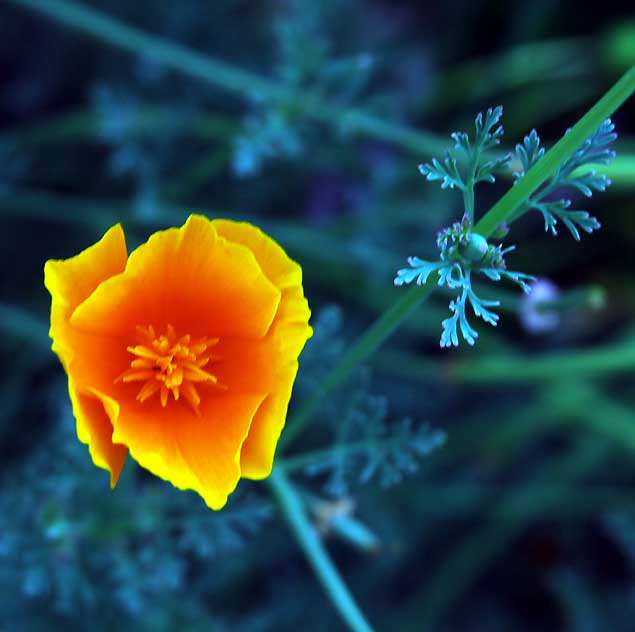 California poppy (Eschscholzia californica)