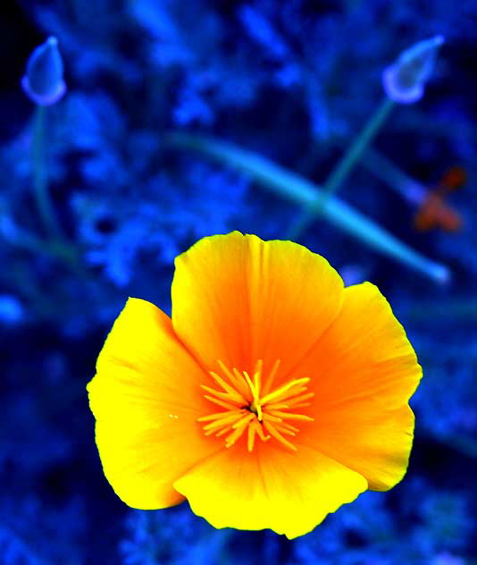 California poppy (Eschscholzia californica)