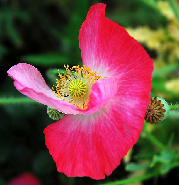 Ornamental Poppy