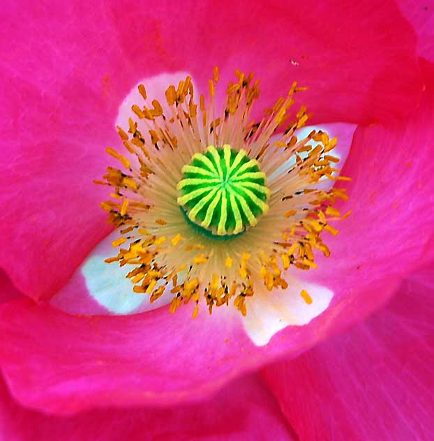 Ornamental Poppy