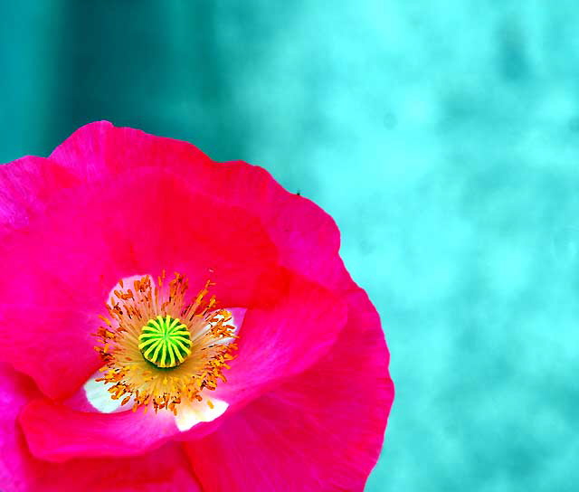 Ornamental Poppy