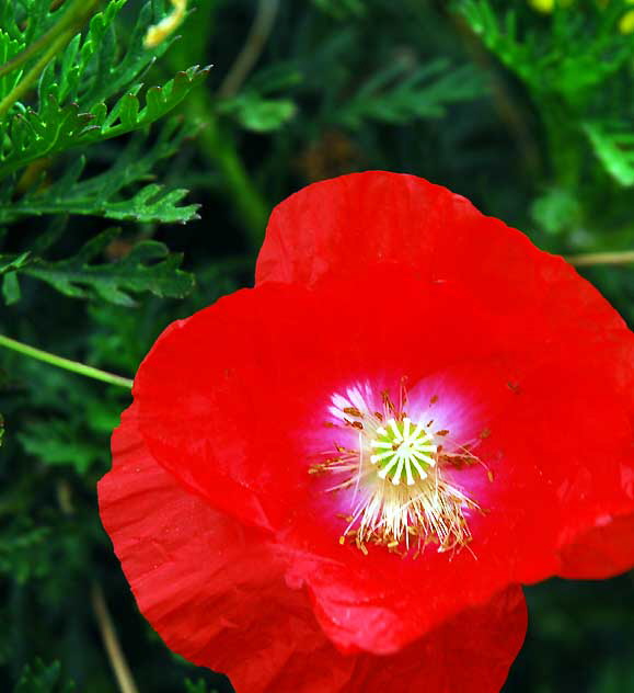 Ornamental Poppy