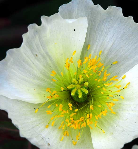 Ornamental Poppy