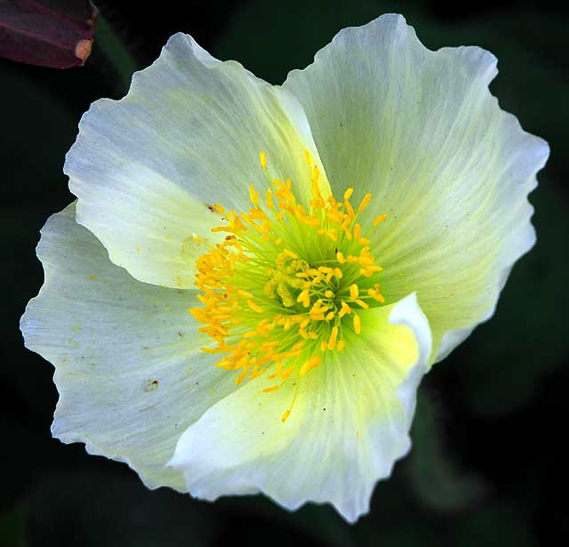 Ornamental Poppy