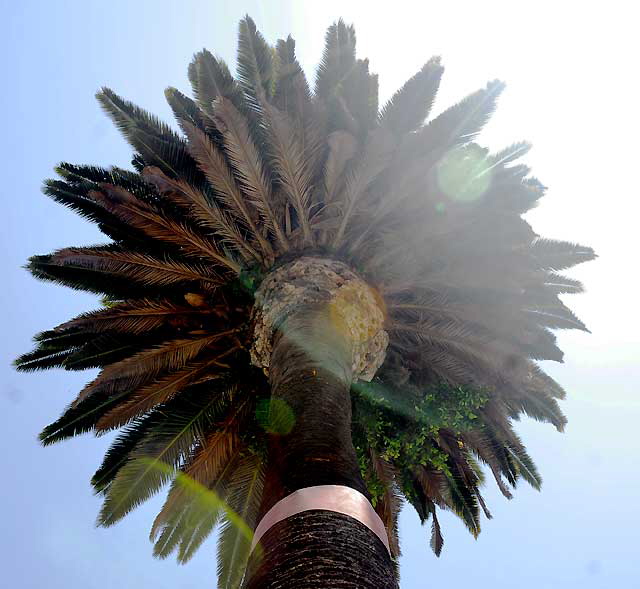 Sun Palm