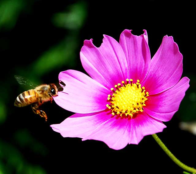 West Hollywood garden, Saturday, May 28, 2011