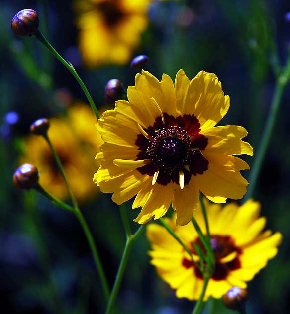 West Hollywood garden, Saturday, May 28, 2011