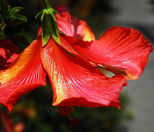 West Hollywood garden, Saturday, May 28, 2011