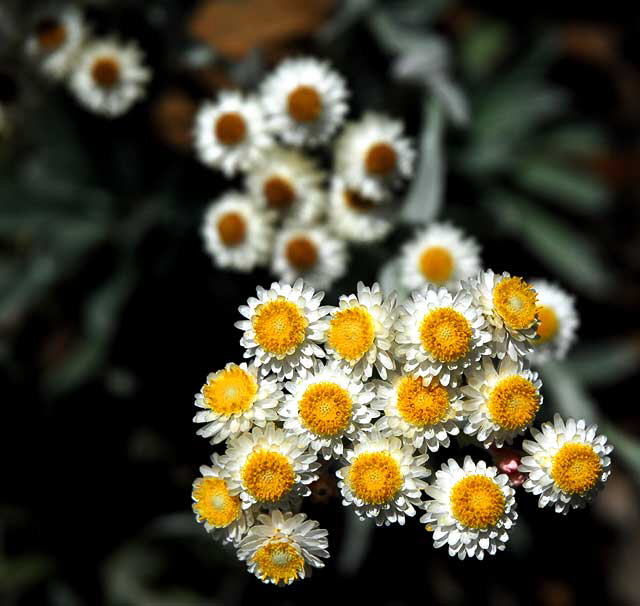 Asteraceae - Helichrysum "Ruby Cluster" - Straw Flower 