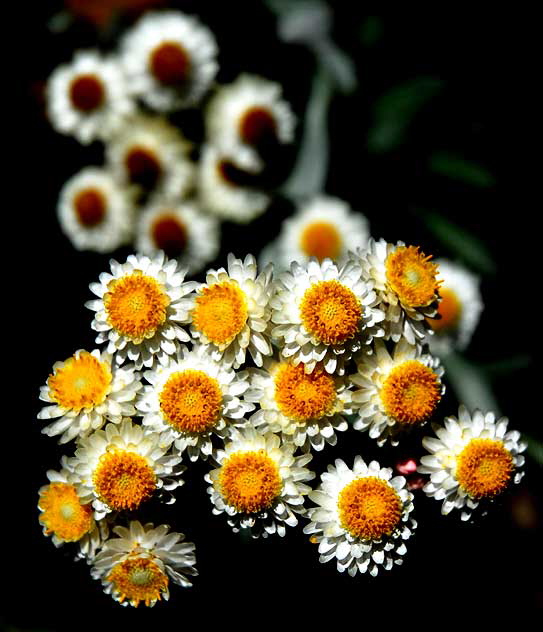 Asteraceae - Helichrysum "Ruby Cluster" - Straw Flower 