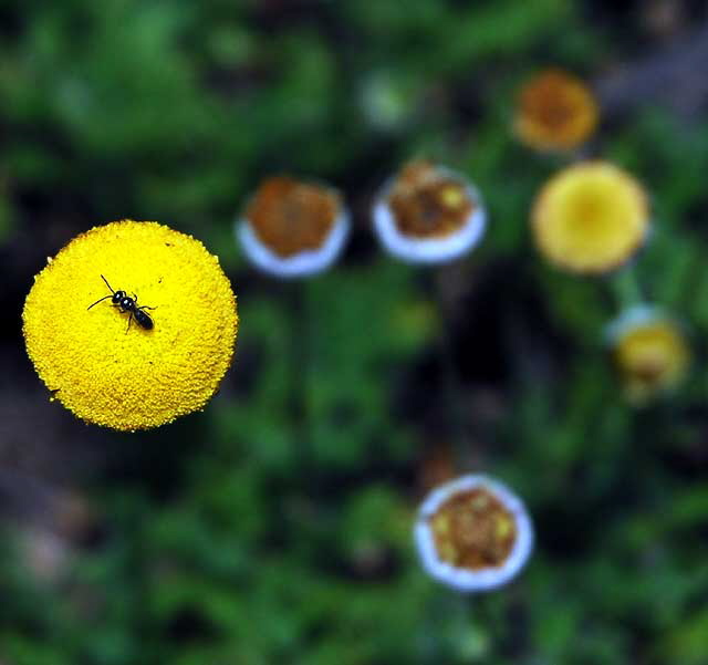 Asteraceae - Cotula lineariloba - Big Yellow Moon 