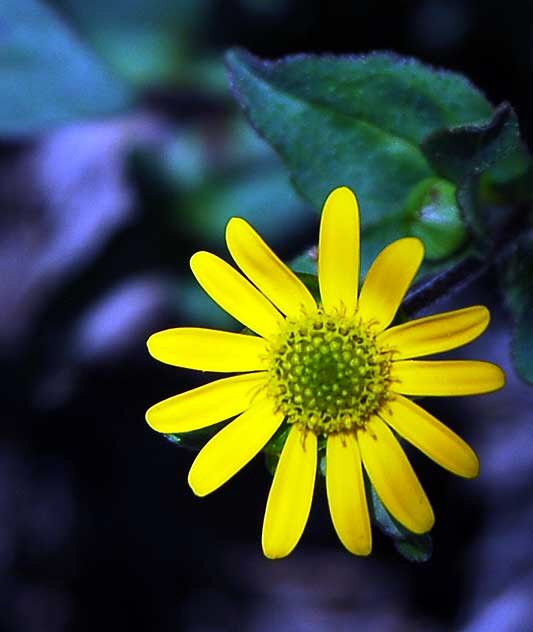 Asteraceae - Savitalia procumbens "Aztec Gold" - Creeping Zinnia 