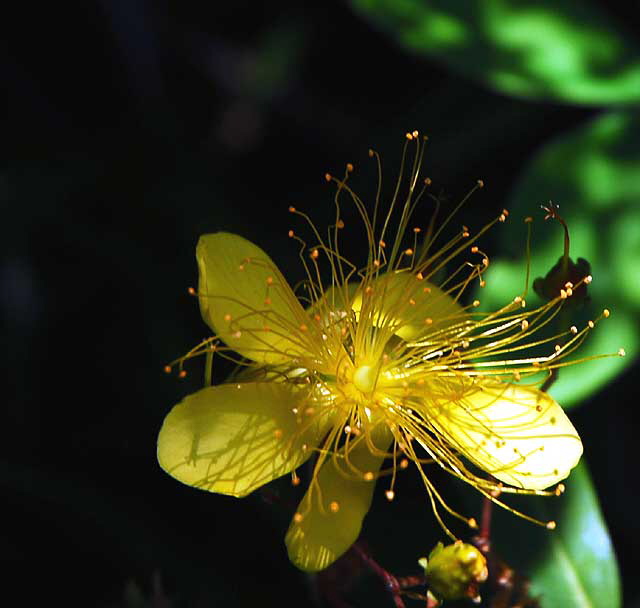 Hypericaceae - Hypericaum monogynum - Chinese St. Johnswort 