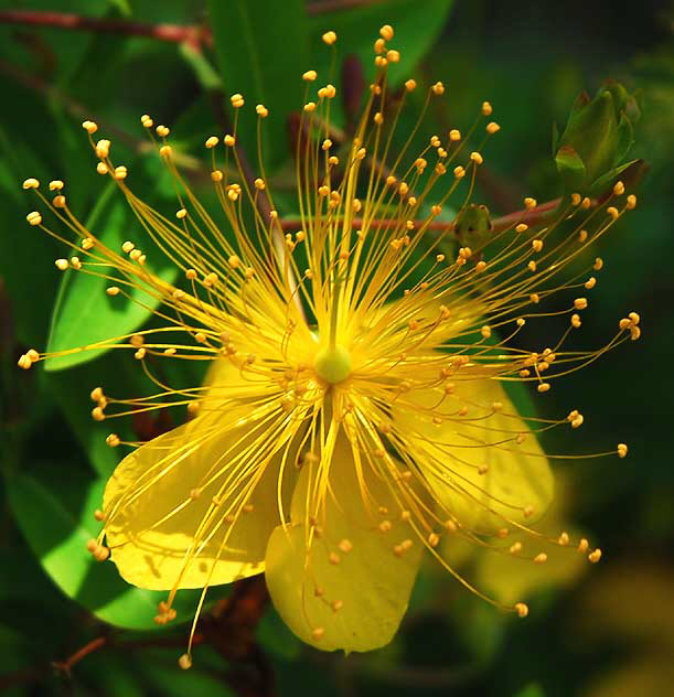 Hypericaceae - Hypericaum monogynum - Chinese St. Johnswort 