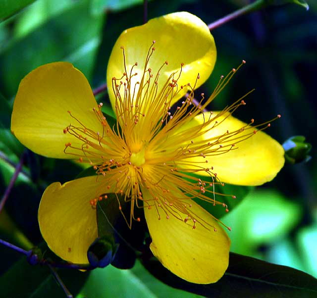 Hypericaceae - Hypericaum monogynum - Chinese St. Johnswort 