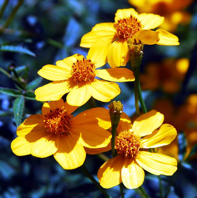 Asteraceae - Ratibida columnifera  "Mexican Hat" - Upright Prairie Coneflower 