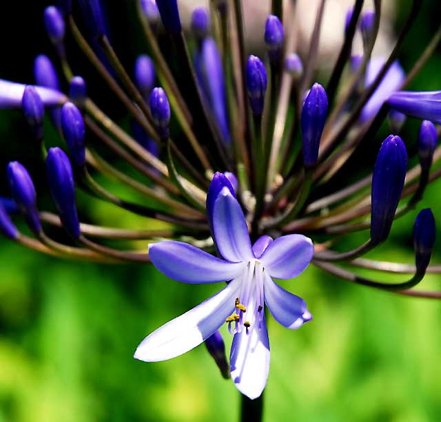 Agapanthus (Lily of the Nile) 