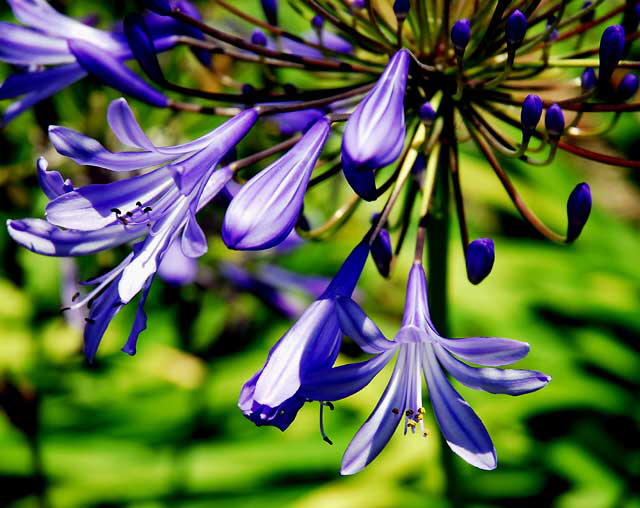 Agapanthus (Lily of the Nile) 