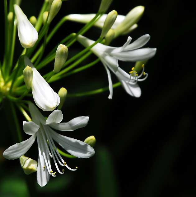 Agapanthus (Lily of the Nile) 