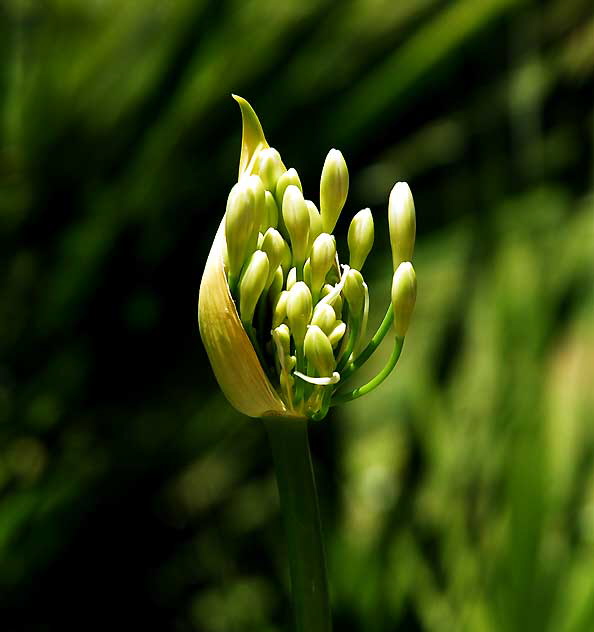 Agapanthus (Lily of the Nile) 