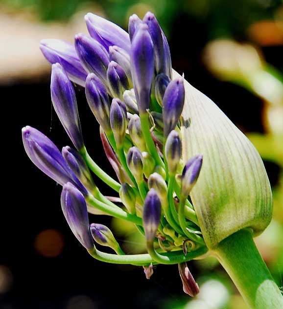 Agapanthus (Lily of the Nile) 