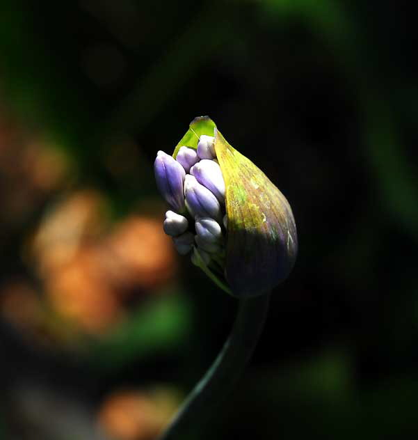 Agapanthus (Lily of the Nile) 