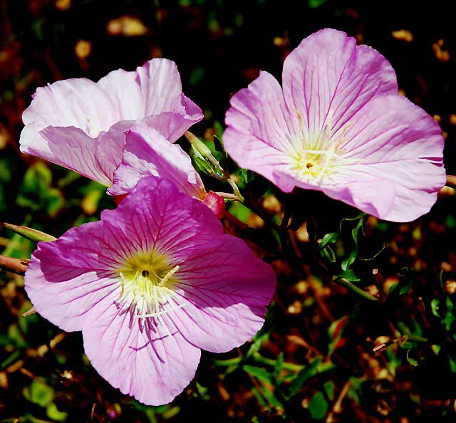 Ornamental Poppies, Los Angeles, Saturday, June 4, 2011