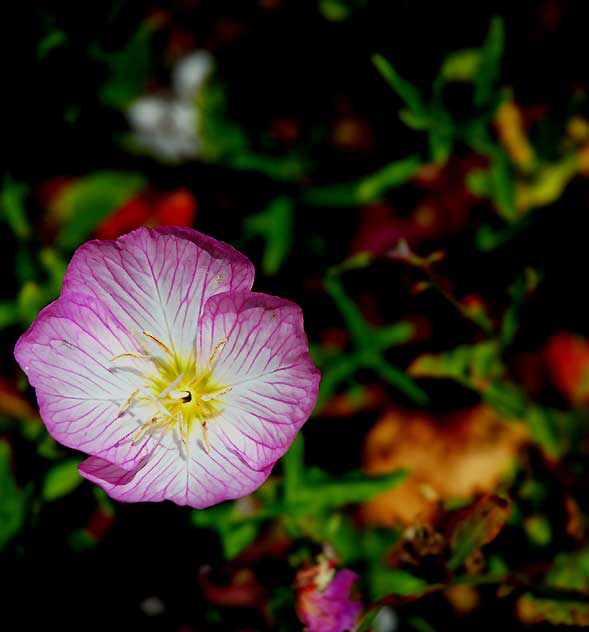 Ornamental Poppies, Los Angeles, Saturday, June 4, 2011