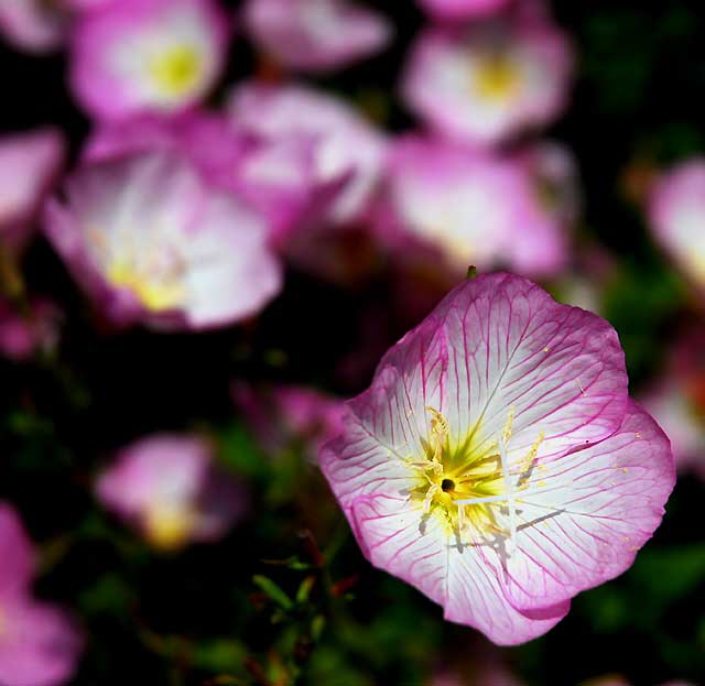 Ornamental Poppies, Los Angeles, Saturday, June 4, 2011