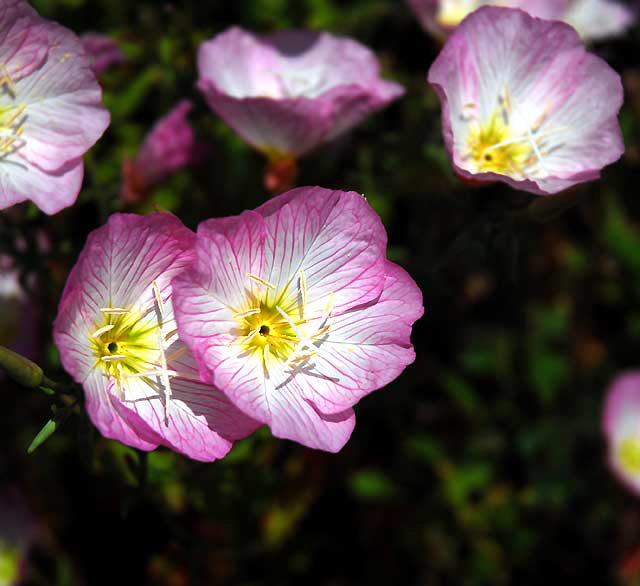 Ornamental Poppies, Los Angeles, Saturday, June 4, 2011