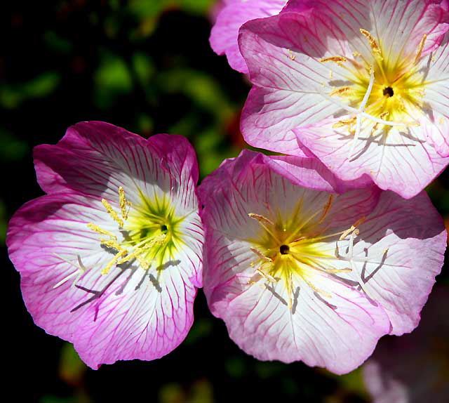 Ornamental Poppies, Los Angeles, Saturday, June 4, 2011